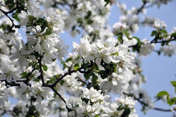 blooming garden