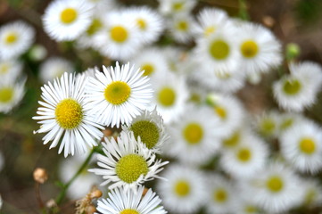 białe kwiaty stokrotki