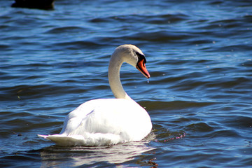 Swan In Water