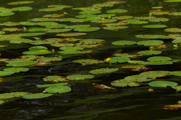 Yellow water lilies in a lake.