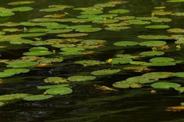 Crédence de cuisine en verre imprimé Nénuphars Yellow water lilies in a lake.