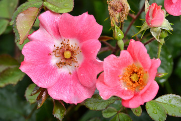 Obraz premium Pink California wild roses (Rosa californica) in nature, viewed from above, covered with rain drops