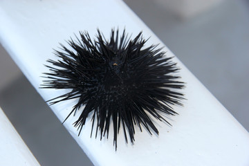 sea urchin on white wooden background