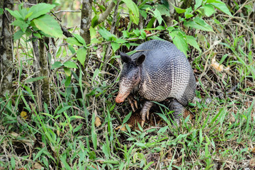 Nine-Banded Armadillo (Dasypus Novemcinctus) Costa Rica.  Roaming the dirt and grassy jungle.