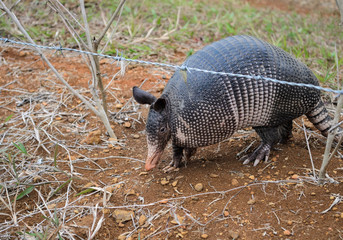 Nine-Banded Armadillo (Dasypus Novemcinctus) Costa Rica.  Roaming the dirt and grassy jungle.