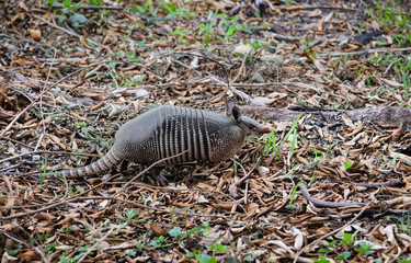 Nine-Banded Armadillo (Dasypus Novemcinctus) Costa Rica.  Roaming the dirt and grassy jungle.