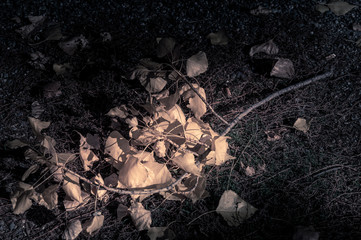 autumn yellow leaves in the middle of the moss