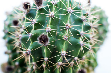 Close up of a cactus