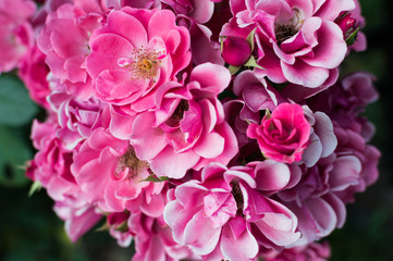 Beautiful bouquet of pink roses in the rose garden
