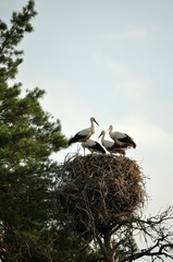 family of storks on nest