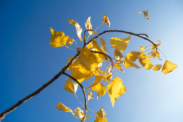 autumn yellow leaves in the blue sky