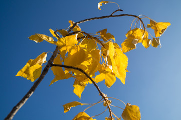 autumn yellow leaves in the blue sky