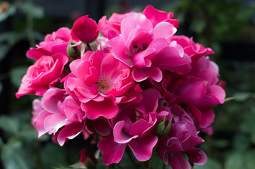 Beautiful bouquet of pink roses in the rose garden