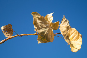 autumn yellow leaves in the blue sky