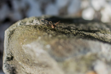 Small spider runs on stone