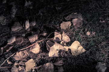 autumn yellow leaves in the middle of the moss
