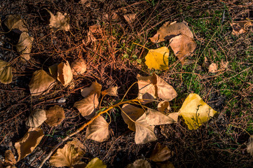 autumn yellow leaves in the middle of the moss