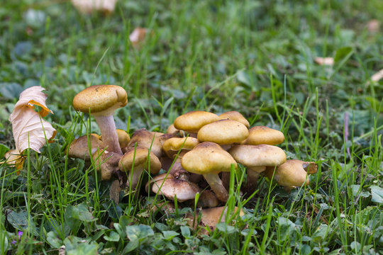 Nameko Mushroom (Kuehneromyces mutabilis) on the Forest ground