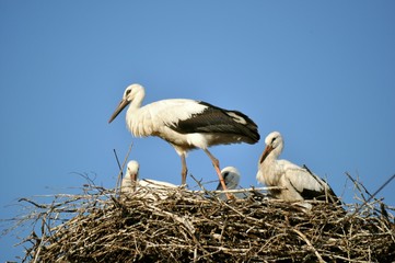 family of storks on nest