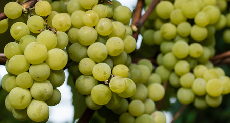 Green grapes ready for harvest and winemaking