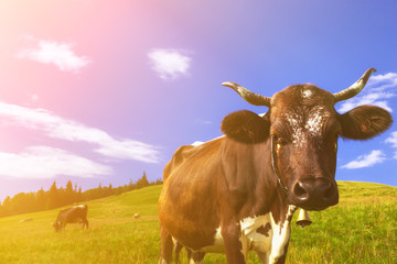 Cows on alpine meadows