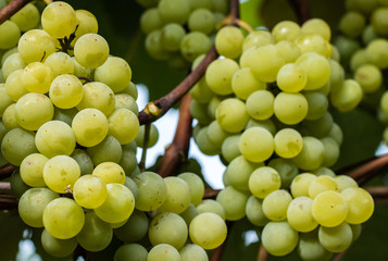 Green grapes ready for harvest and winemaking