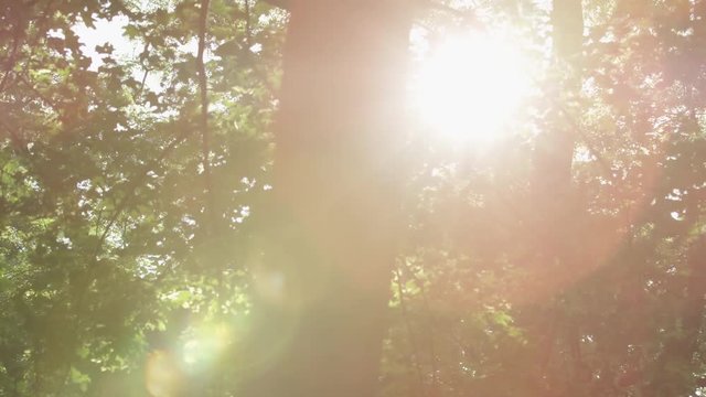 View of the sun through the leaves of the trees overhead on a glorious morning in Parukarka park in Prague, Czech Republic. 4k.