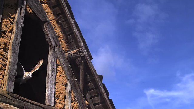 Barn Owl tyto alba Taking off from barn, Slow motion