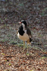 Obraz premium Red-Wattled Lapwing in Ranthambore National Park