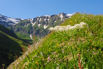 Obraz premium Hohe Tauern national park in Austria.
