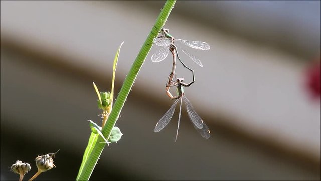Chalcolestes - Libellule in fase di accoppiamento 