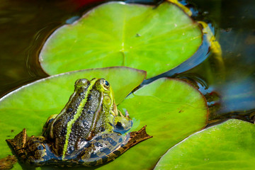 Frosch im Gartenteich