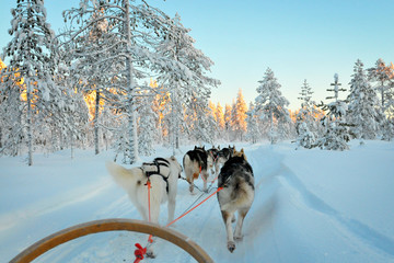 Sled dogs run in Lapland forest - obrazy, fototapety, plakaty