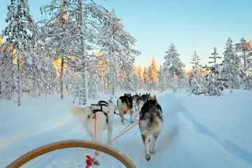 Fotobehang Sledehonden rennen in het bos van Lapland © belostmi