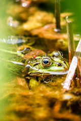 Frosch im Gartenteich