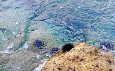 Sea urchins on  stone in water