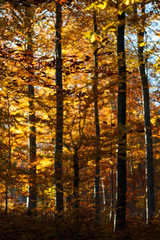 Herbstlicher Wald mit Sonnenstrahlen