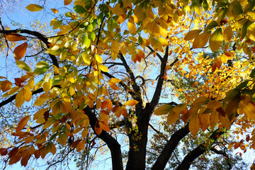 ニューヨーク　エントラルパークの効用