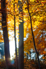 Herbstlicher Wald mit Sonnenstrahlen