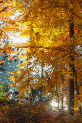 Obraz premium Herbstlicher Wald mit Sonnenstrahlen