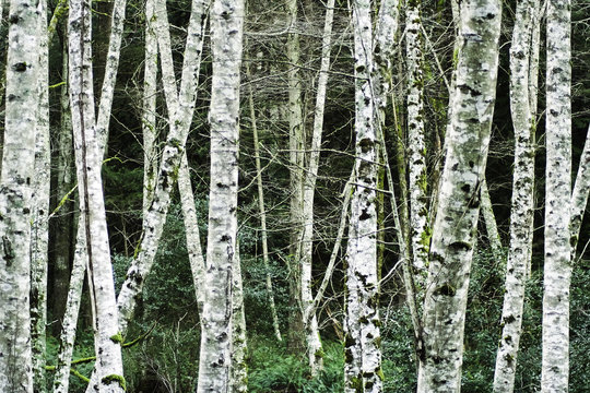 Fototapeta birch trees in winter