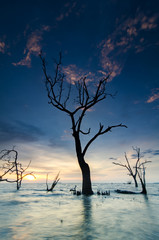 beautiful silhouette of mangrove tree over sunset and low tide w