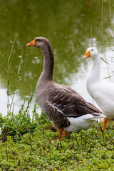 Geese