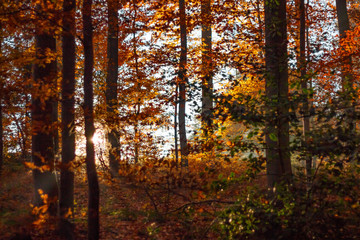 Fototapeta premium Herbstlicher Wald mit Sonnenstrahlen