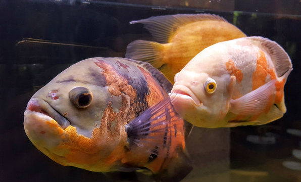 beautiful fishes