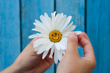 Chamomile with a smile in human hands on blue blurred background