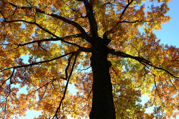 セントラルパーク　紅葉