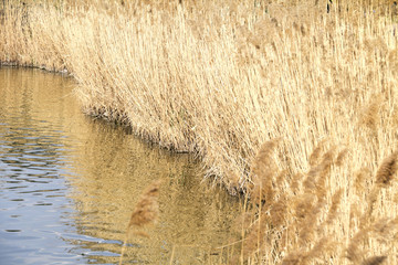 Dry reeds in summer