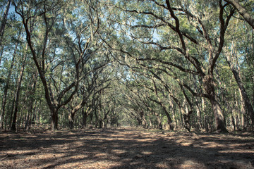 Wormsloe State Historic Site