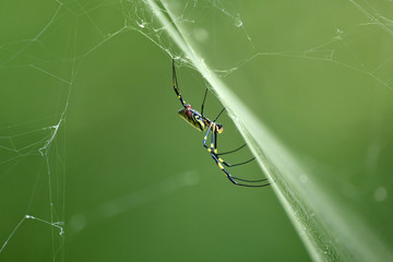 ナガコガネグモ